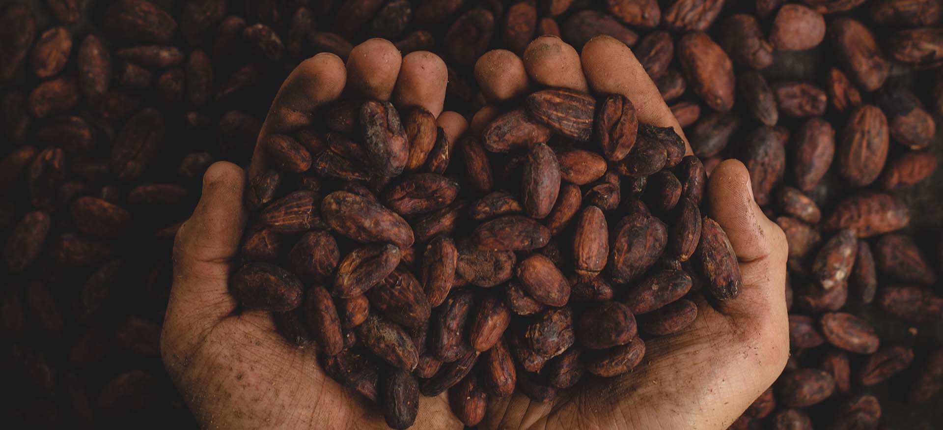 Jacot Haute Chocolaterie Suisse Les Grand Crus comment les différencier